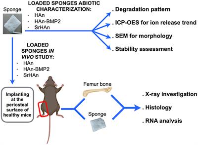 An in vivo Comparison Study Between Strontium Nanoparticles and rhBMP2